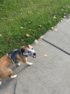 Your pet's new best friend