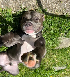 Your pet's new best friend